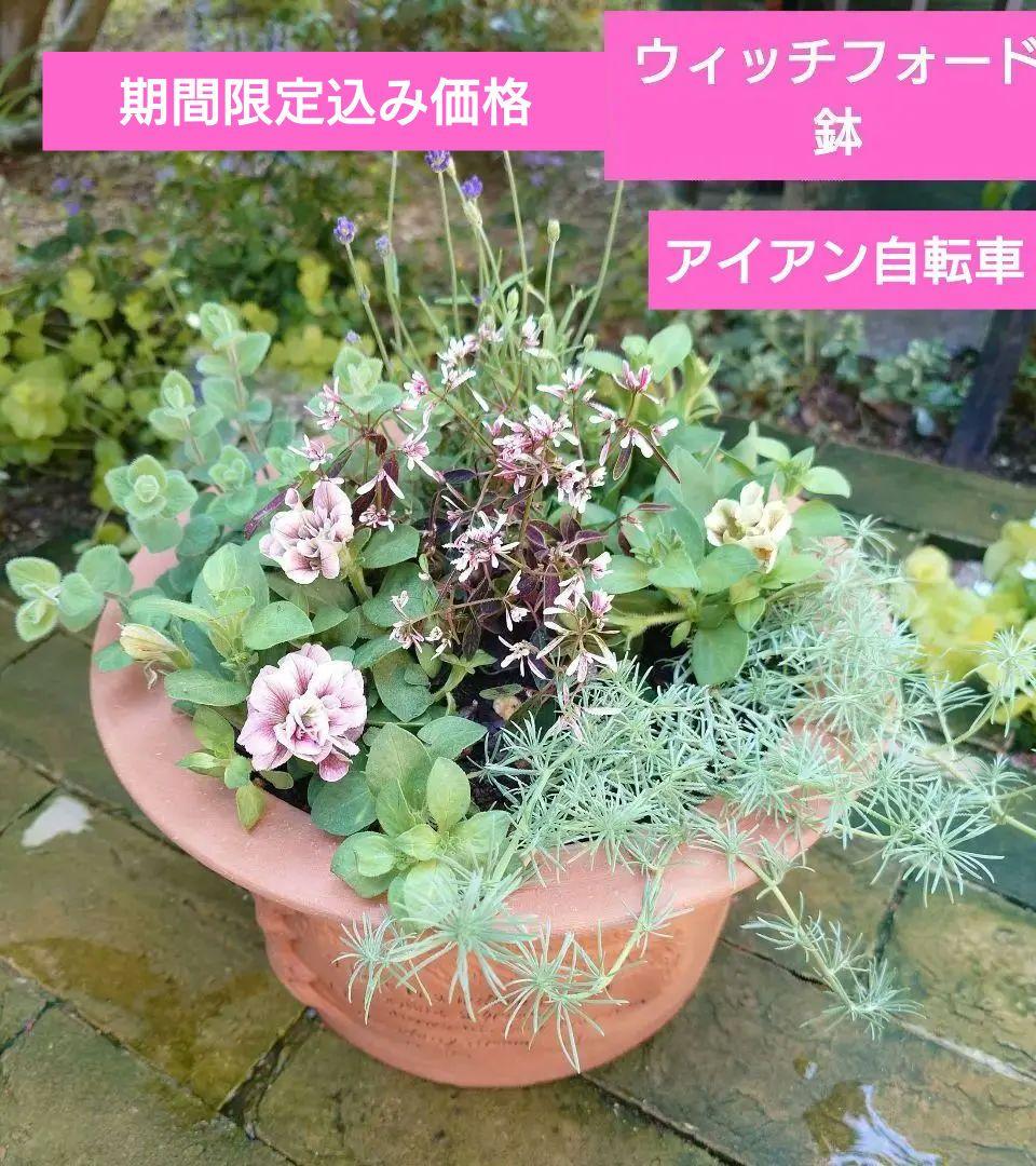 寄せ植え　ウィッチフォード鉢　期間限定込み価格 テラコッタ鉢 ウィッチフォード Whichford Hidcote Lavender Pot 785