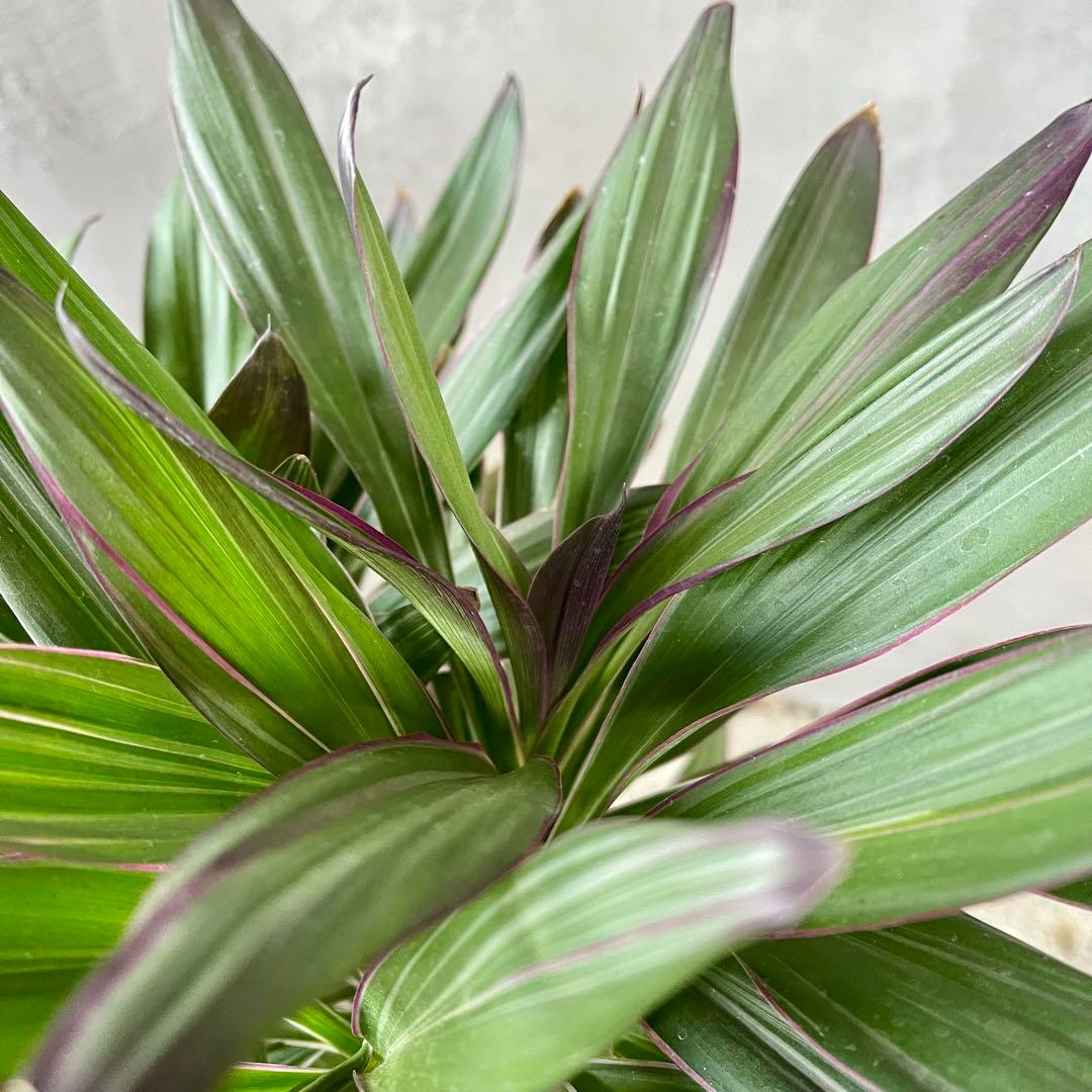 希少品種 コルジリネ サンゴ アンティーク調陶器鉢 植え込み発送