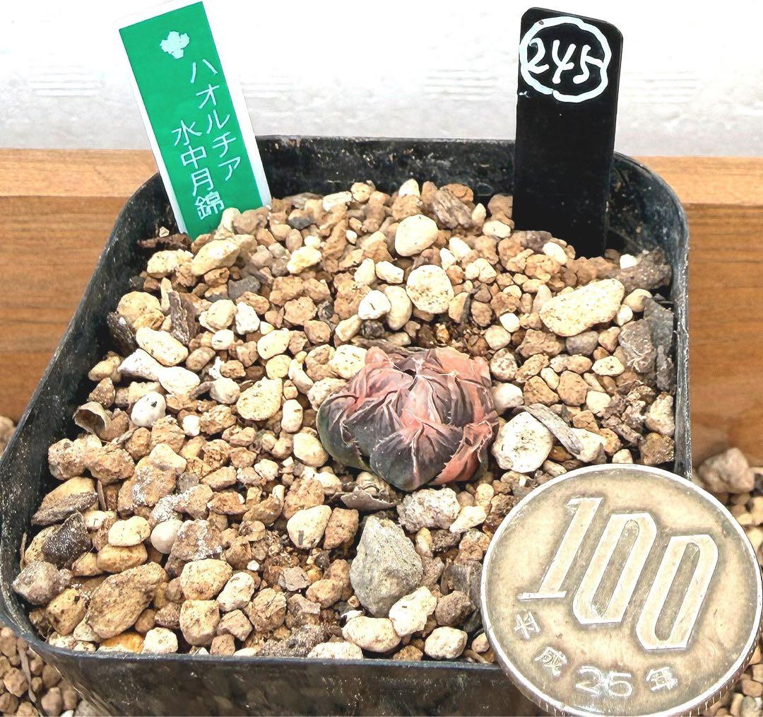 微根発根済‼️極上班‼️多肉植物 ハオルチア オブツーサ錦 水中月錦