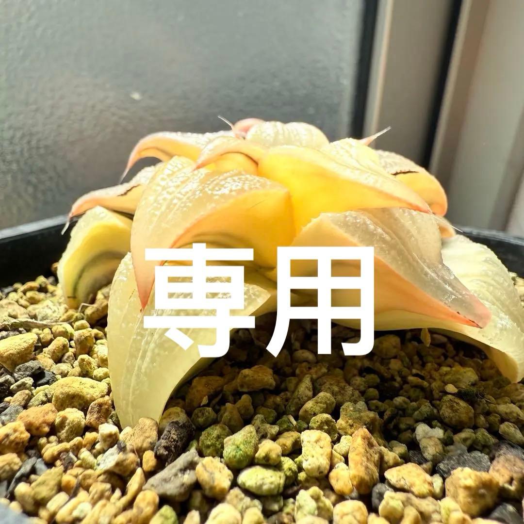 多肉植物 ハオルチア バディア錦 糊斑 12x12cm鉢 楽天市場】多肉植物：ハオルチア 鮮明黄色斑 万象錦*幅7.5cm 現品