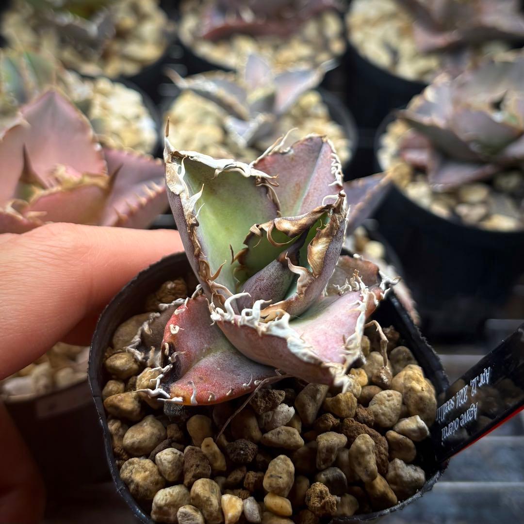 【植物野郎】アガベ オテロイ 実生株 セット アガベ オテロイ 実生【399】 | PROTOLEAF プロトリーフ