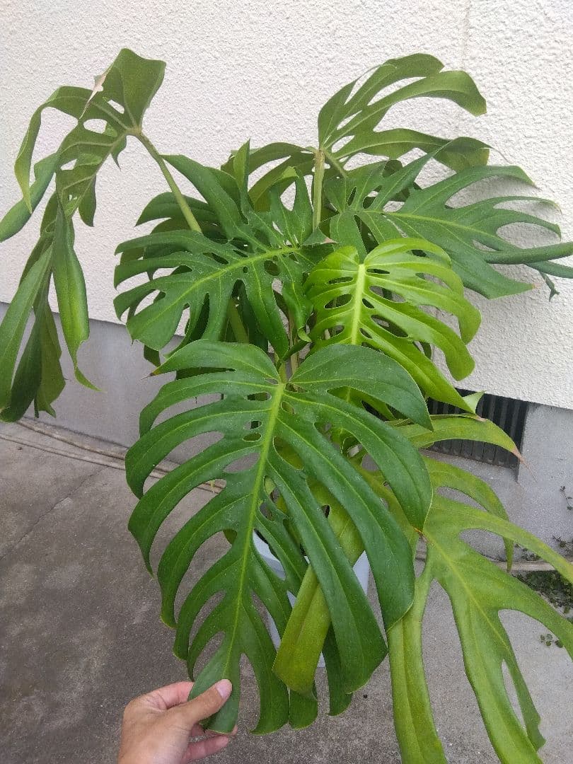 モンステラデリシオーサ8号鉢つき2株植え❗深穴あき❗大型種❗