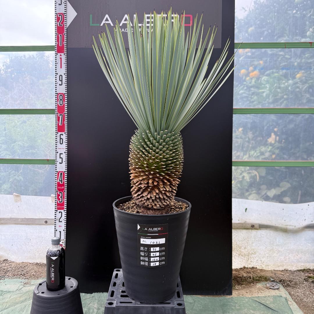【AL1021】ユッカ　ロストラータ　在庫整理価格 植物販売】兵庫県宝塚市㈱陽春園植物場ネット ユッカ・ロストラータ