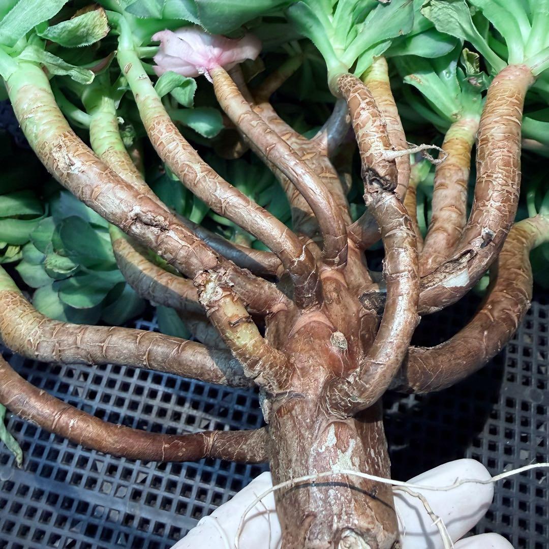 新入荷 超希少品種 知緋錦 (古株群生) 法師錦 観葉植物 35cm超大品