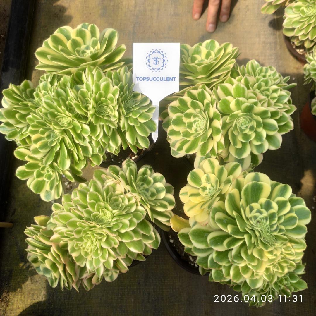 Top【選抜株】多肉植物　21923クラウド　フェアリー 20個　鉢無し/脱土 プロトリーフ】室内向け観葉・多肉の土 細粒 プレミアム | 培地,培養土