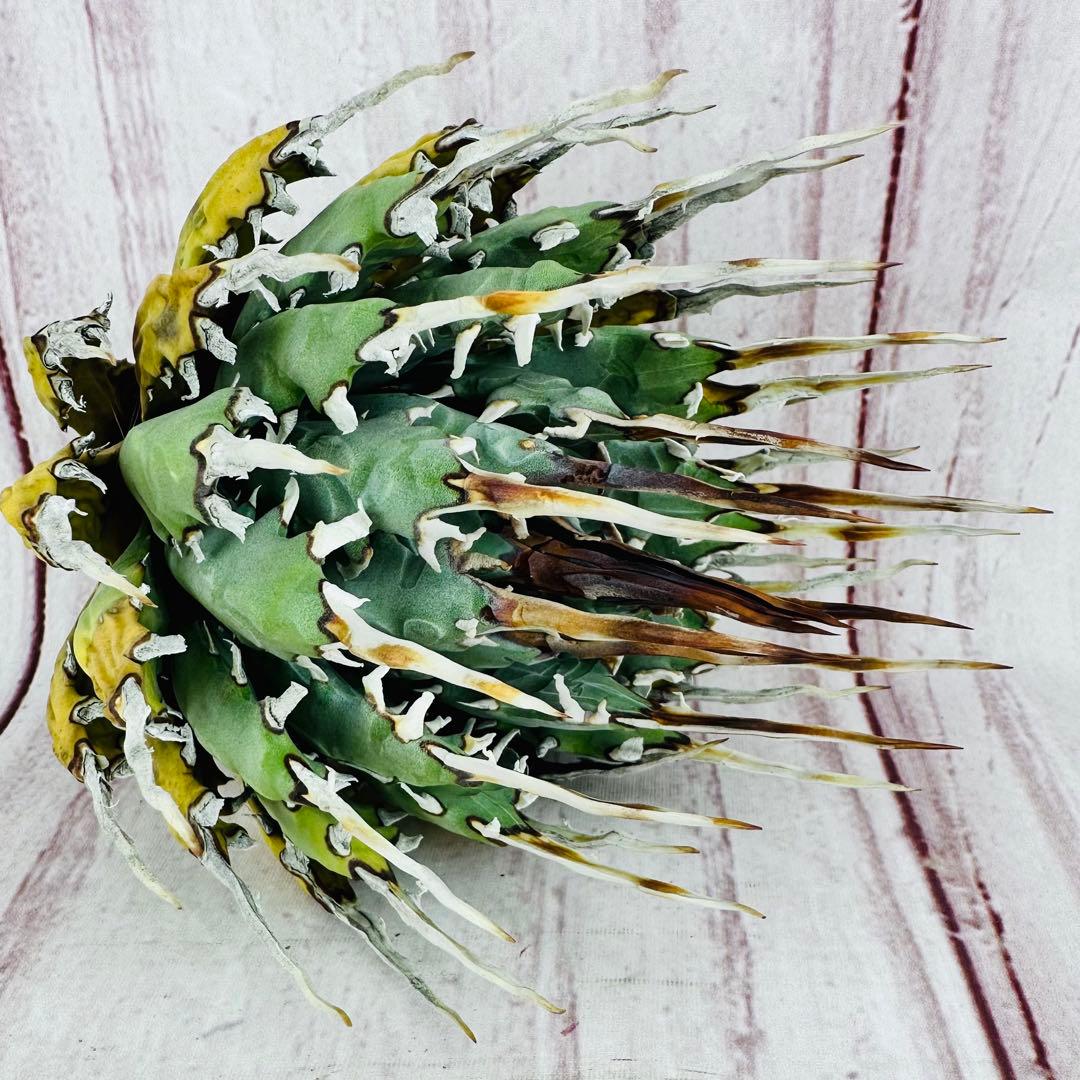 797 アガベ ユタエンシス エボリスピナ 変異 禾 1点物】アガベ・ユタエンシス・エボリスピナ / Agave utahensis var