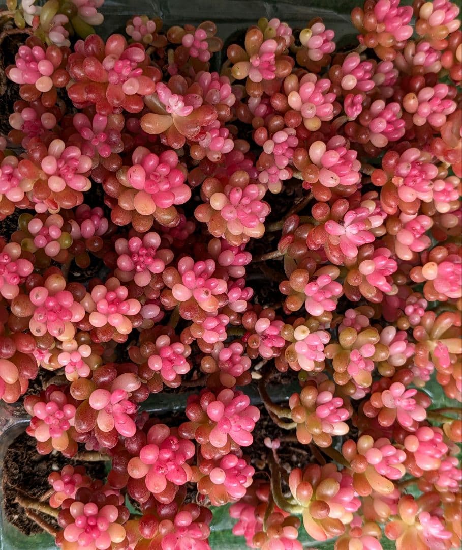 レア♡レッドベリー錦♡2苗 抜き苗 セット 多肉植物【メルカリ便