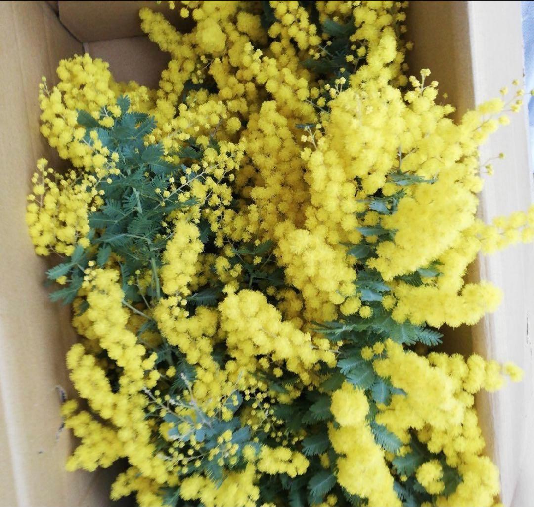 ☘️フレッシュ☆ミモザ銀葉アカシア☘️100サイズメルカリ便 - メルカリ