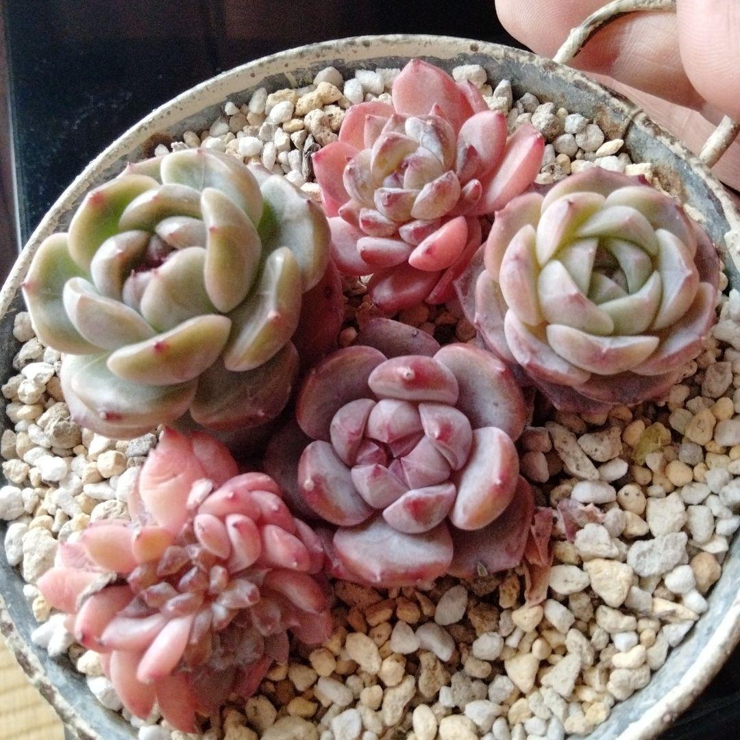 多肉植物❦.:*小苗☘カット苗ꕤ*. - メルカリ
