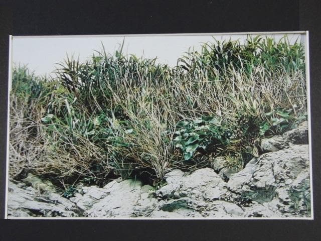 鴫剛、【GRASSY PLACE / SEASIDE】、希少画集・額装画 Gallery – Page 2