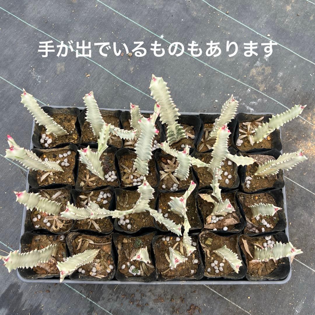 ホワイトゴースト 発根済み 24本まとめ売り - メルカリ