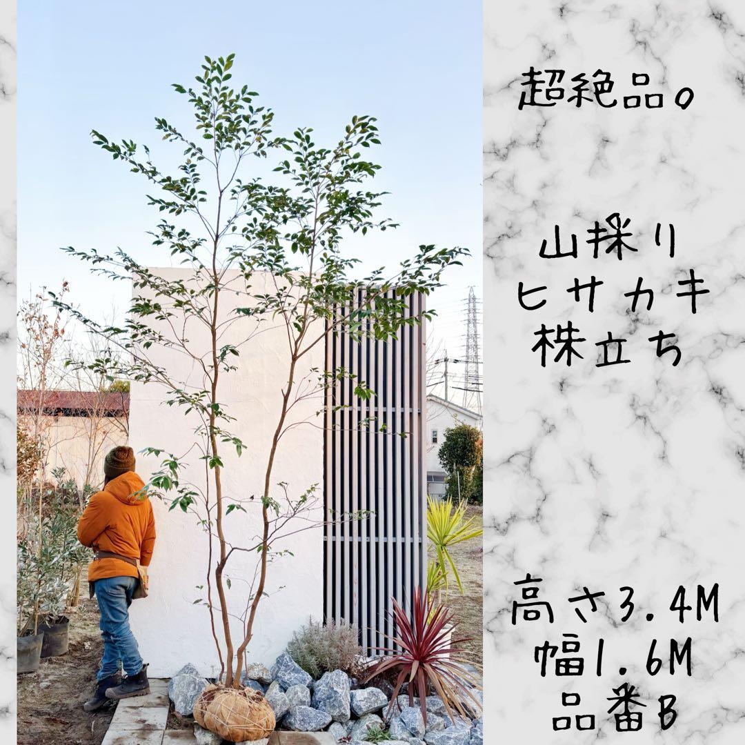 超絶品。山採りヒサカキ株立ち3.4M(鉢底から)品番B