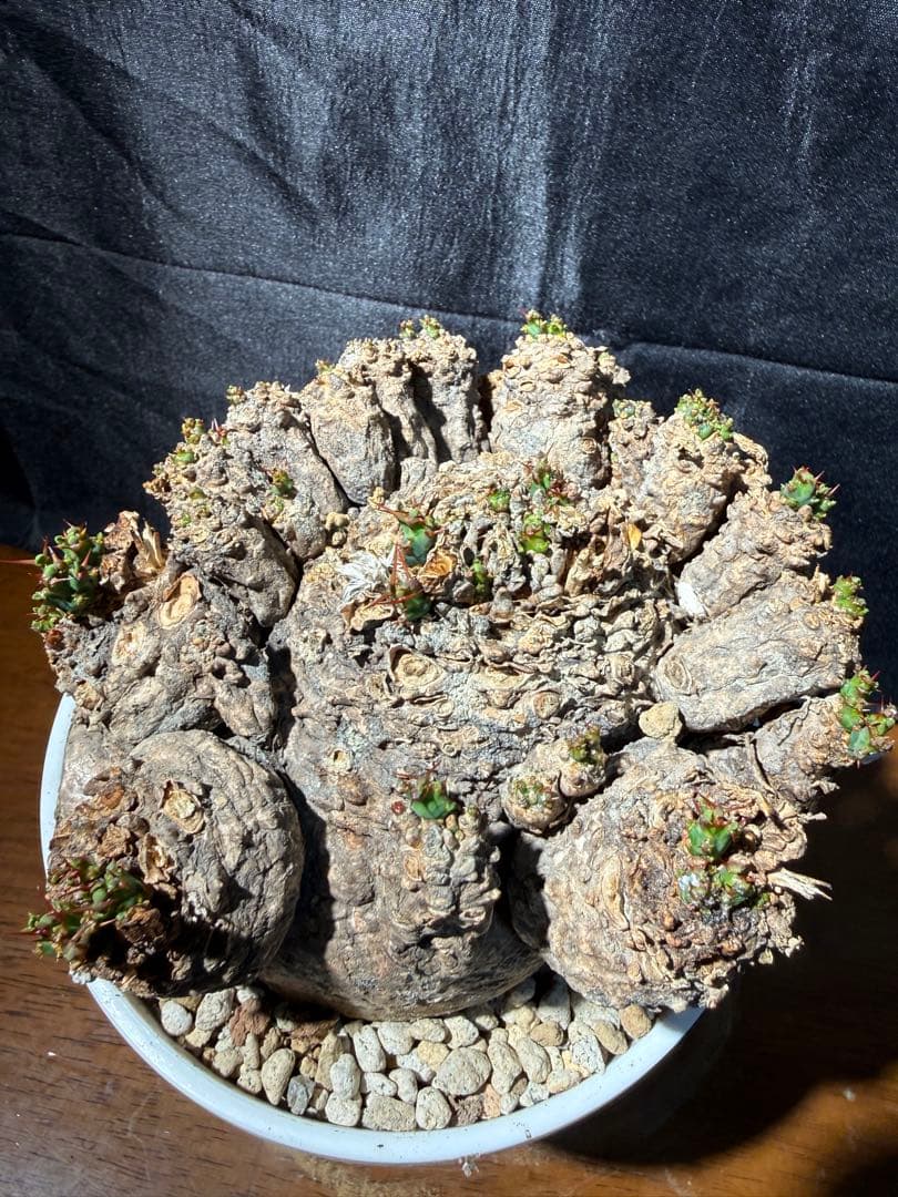 ②発根済み　ユーフォルビア　クラビゲラ 現品限り】ユーフォルビア・クラビゲラ 現地株 発根済み 約1年3ヶ月