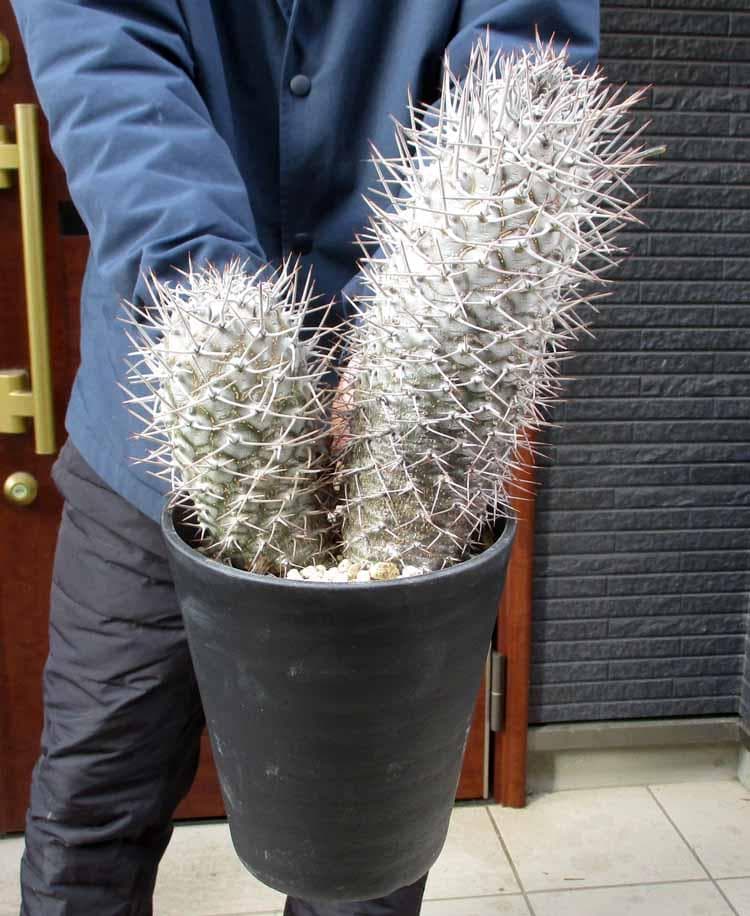 【現品】パキポディウム　ゲアイー　亜阿相界　6号　BR番 isla del pescado - Pachypodium geayi-亜阿相界