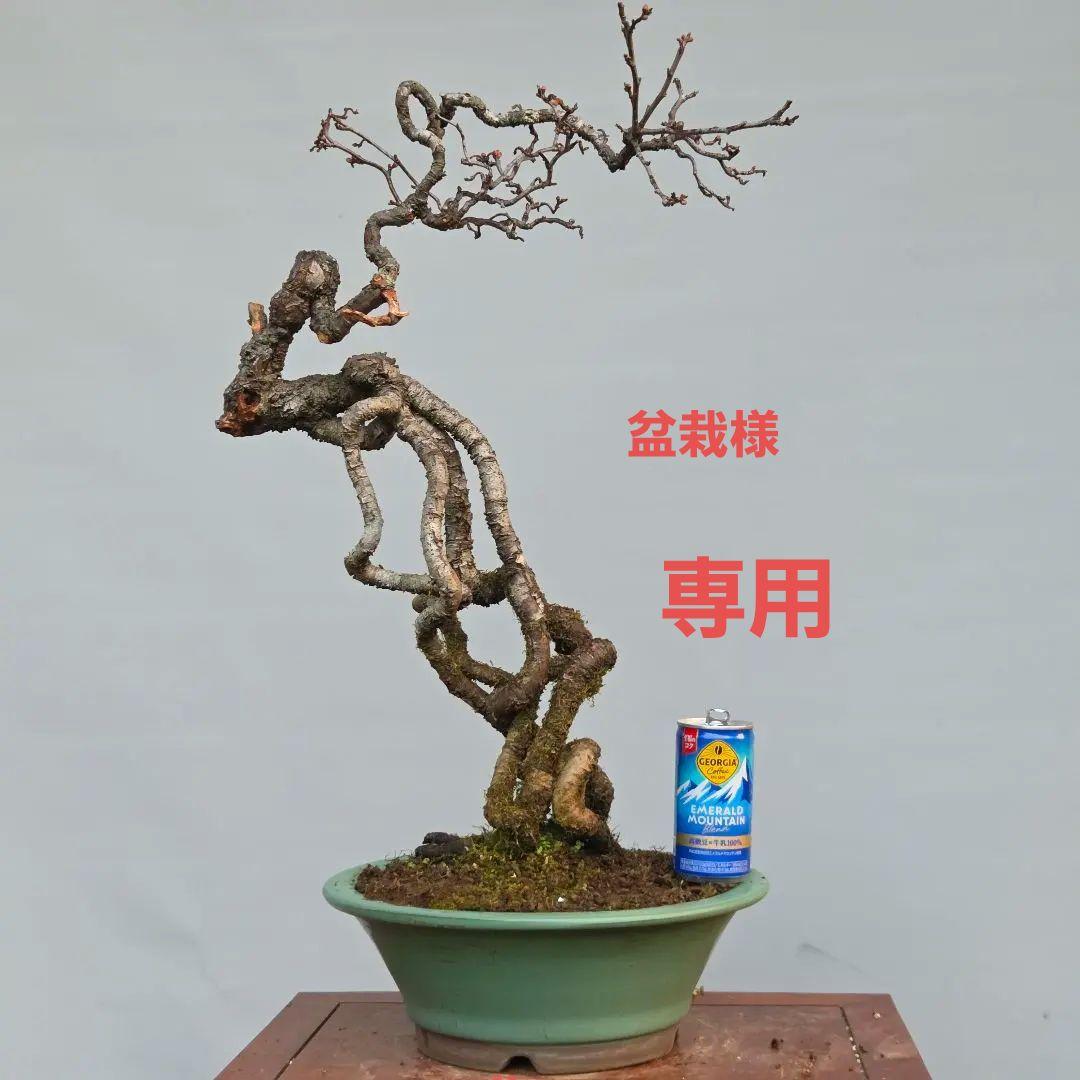 梅　(雲竜梅)　[根上がり文人風]　大品盆栽 雲龍長寿梅の盆栽を販売｜盆栽妙 – 盆栽妙 本店