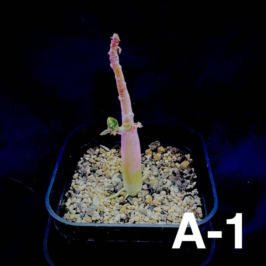 /様 塊根植物他 実生苗 1/3 A-961 実生コーデックス(塊根植物)パキポディウムグラキリス1鉢 | 島根