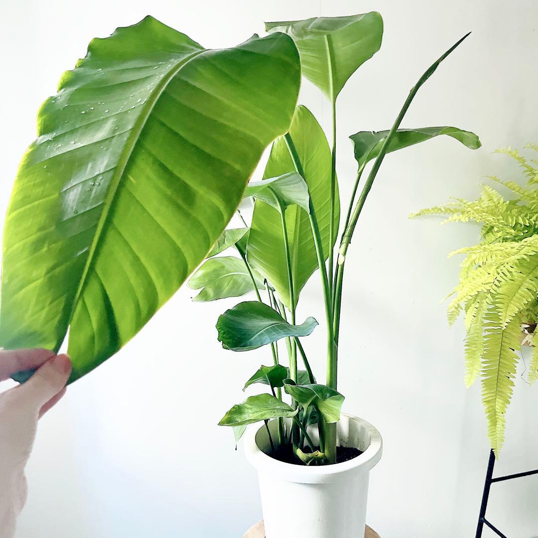 《特別価格》特大ストレリチアオーガスタ 3株植え✨ 8号鉢 高さ 約100cm