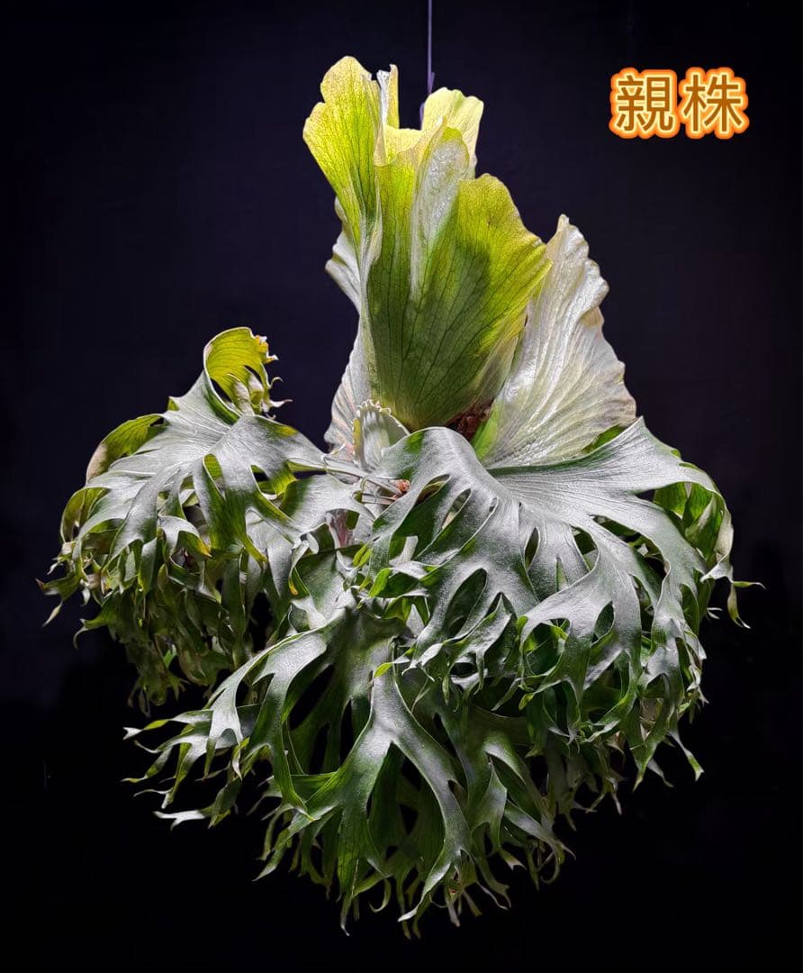 ST　ビカクシダP.Flamenco TC P. Flamenco（hillii x coronarium）TC ビカクシダ - メルカリ