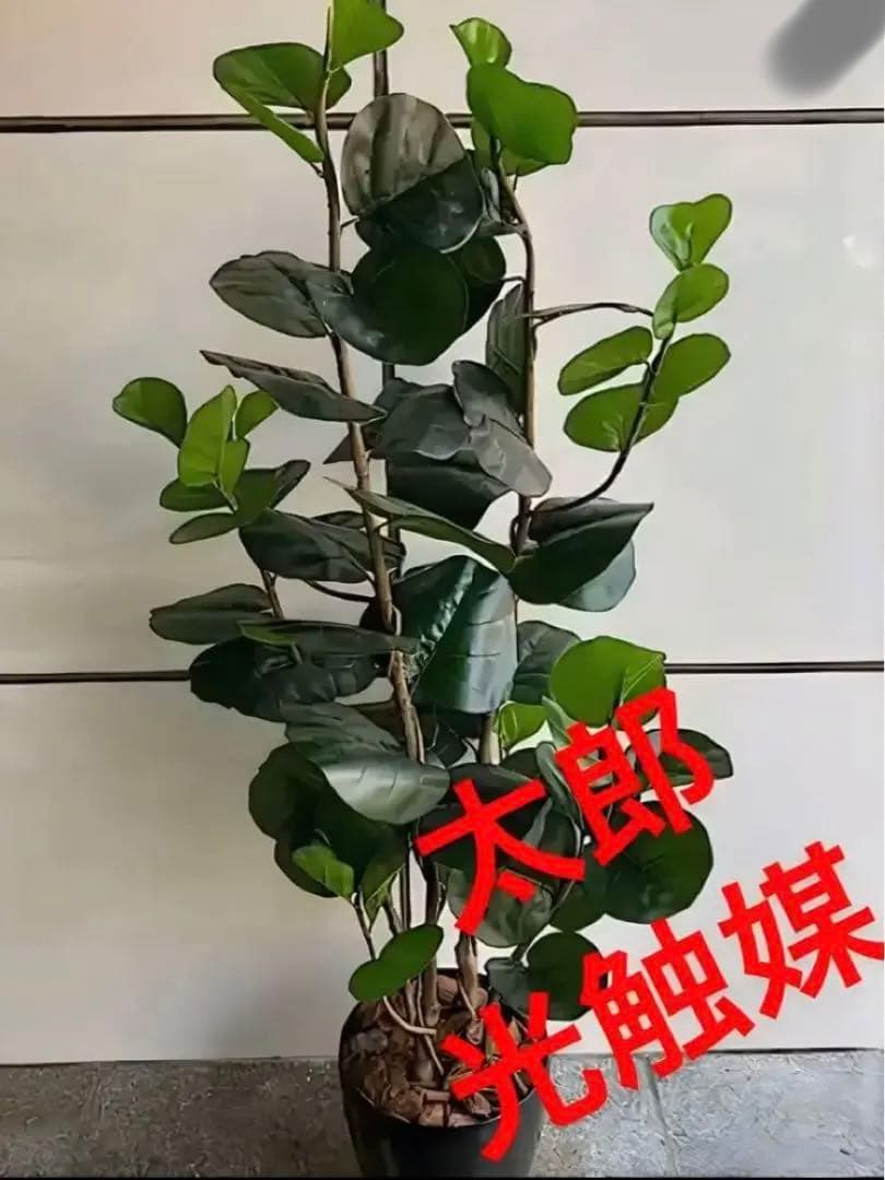 光触媒　人工観葉植物　ウォールグリーン　フェイクグリーン　インディアンアーモンド 観葉植物 おしゃれ 大型 インテリアグリーン フェイク インディアン