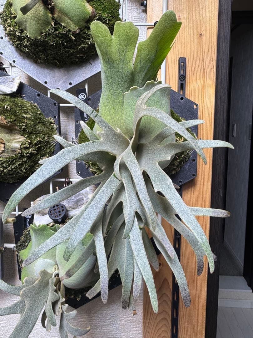willinckii yms #14 ビカクシダ P. veitchii 'High finger', P. willinckii '魔髪' sporeling