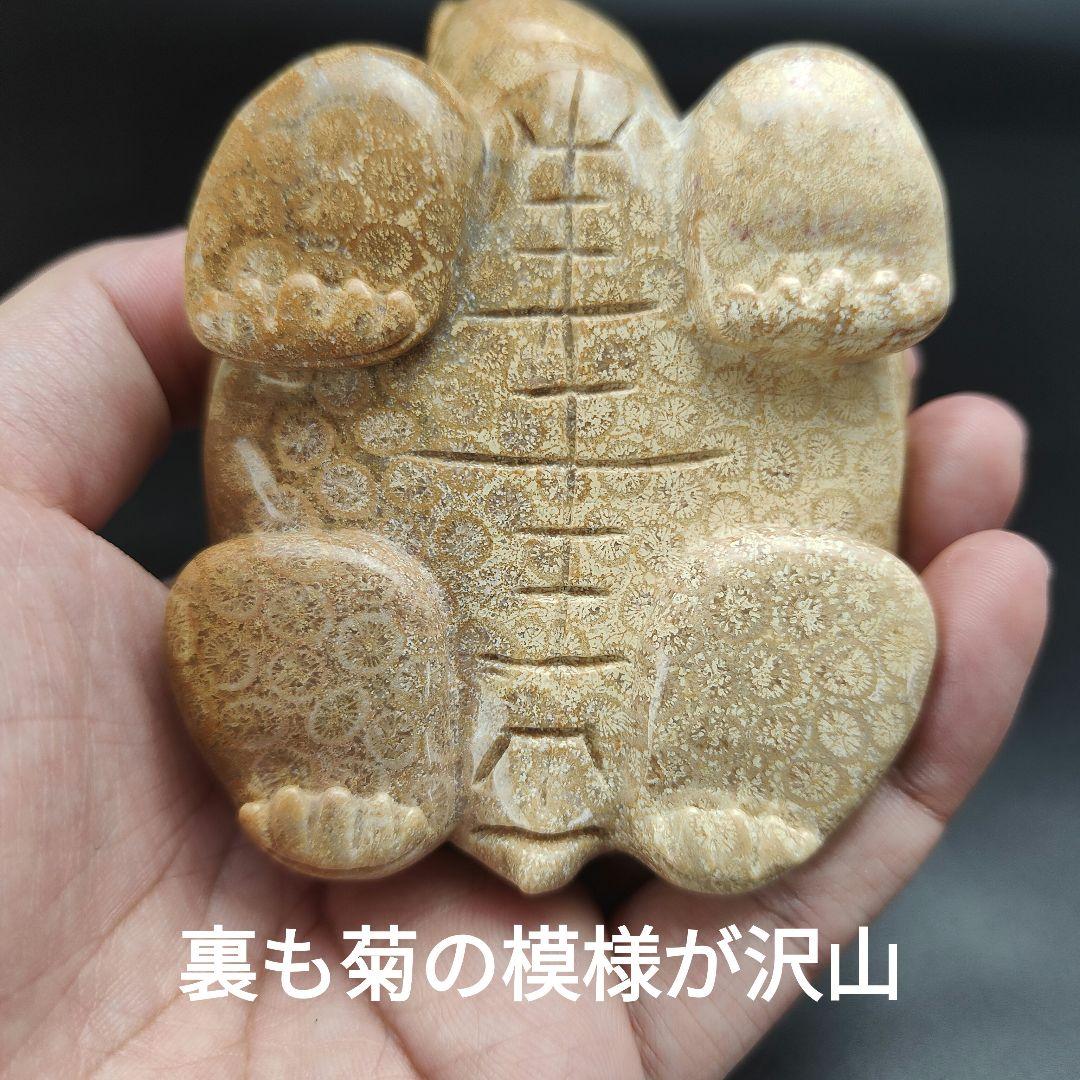 3 サンゴの化石 亀 (大) 天然石 菊目石 珊瑚 コラール 縁起物 魔除け