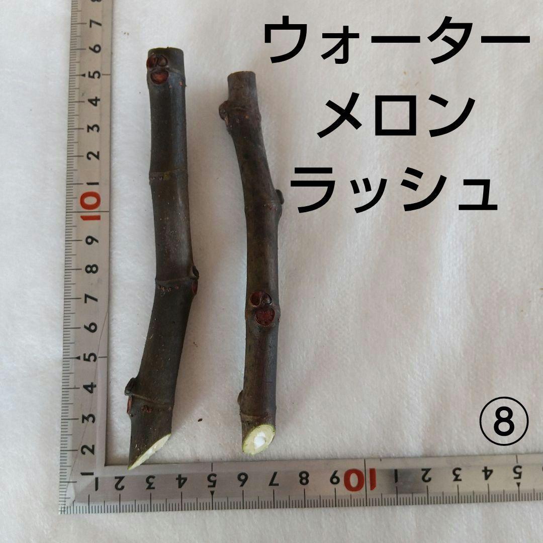 ⑧◇イチジク穂木2本◇ウォーターメロンラッシュ⑧【親木の写真あり