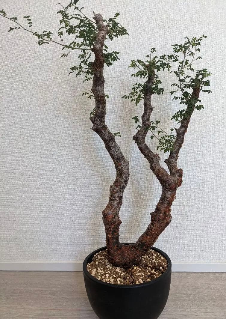 モンストローサ　　発根済 コミフォラ モンストローサ Commiphora monstrosa 発根済み