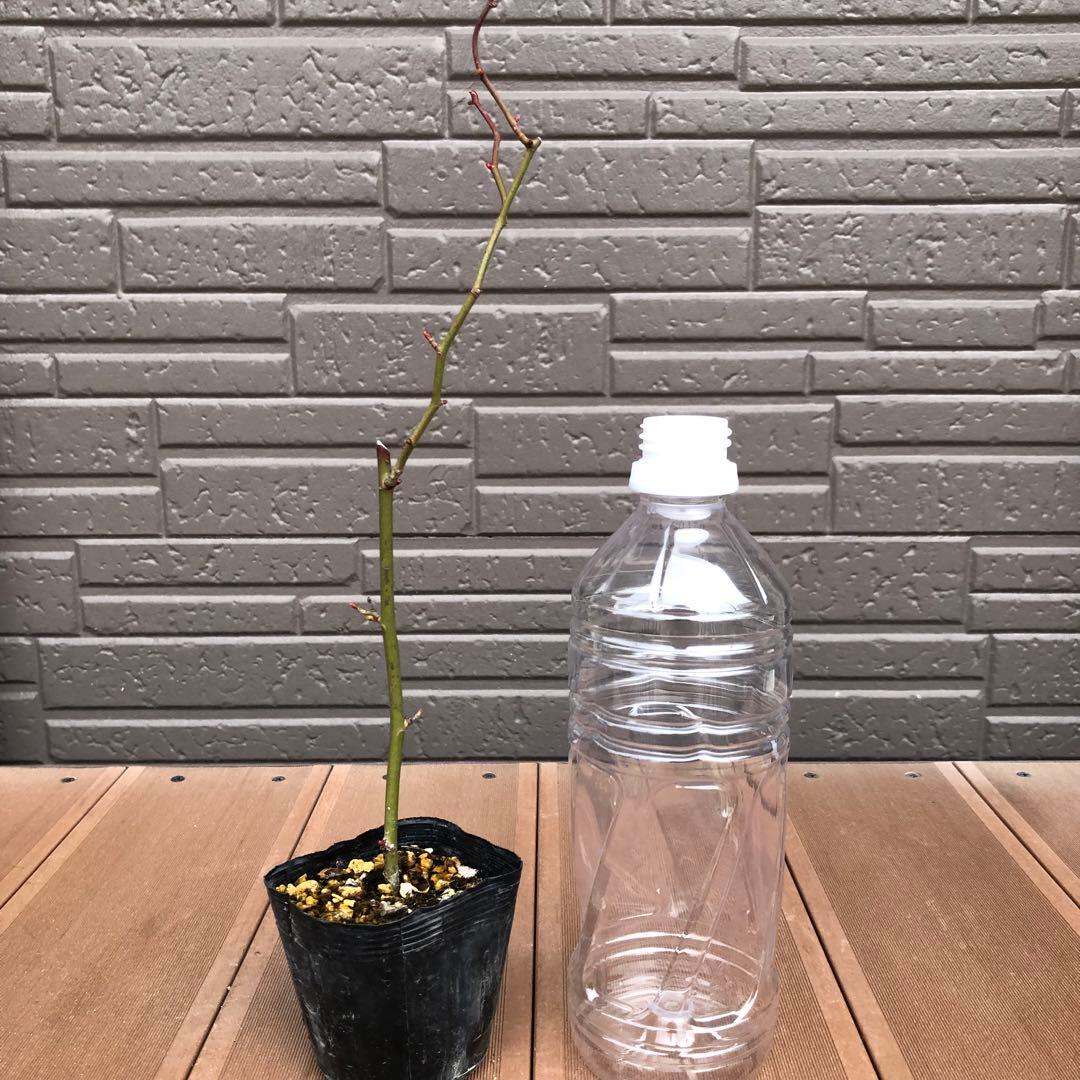 つるバラ苗 ユキコ ツルバラ苗 ＊冬支度中！お安くしてます＊ - メルカリ