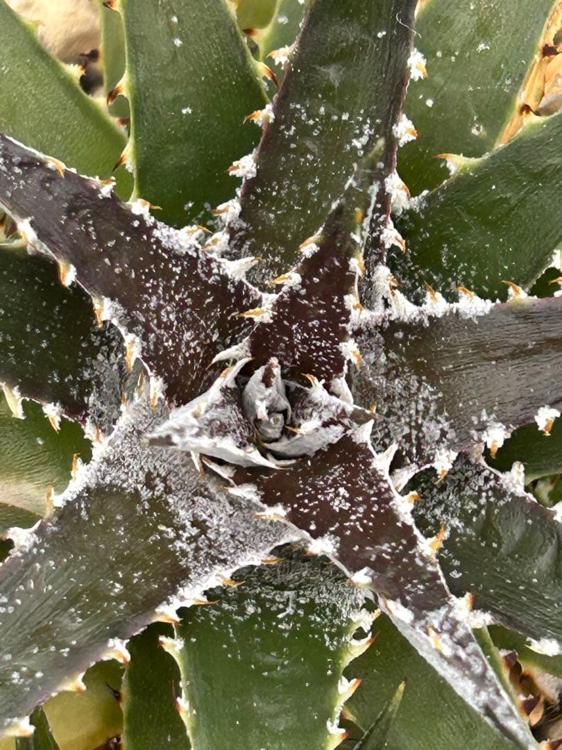 子株付 DBディッキア Dyckia Bill Baker hyb #134 ⑵ ディッキア・ビルベイカー：Dyckia 'Bill Baker' | Dyckia Maniax