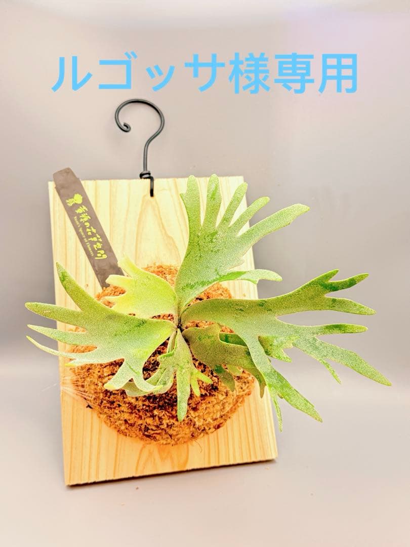 ルゴッサ　ビカクシダwillinckii Golden Boy spore ビカクシダ P.willinckii Golden boy spore - メルカリ